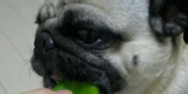 pug eating a green pepper