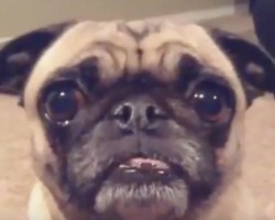 (VIDEO) This Pug Compilation is Epic. Now Wait Until 2:00 – Longest Tongue EVER!