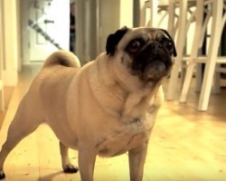 (VIDEO) This Dog Dad Prompts His Pug to Howl. How She Cleverly Responds? Wow!