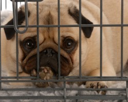 How to Keep Your Pup Happy When She’s Supposed to be Resting and Healing in Her Crate