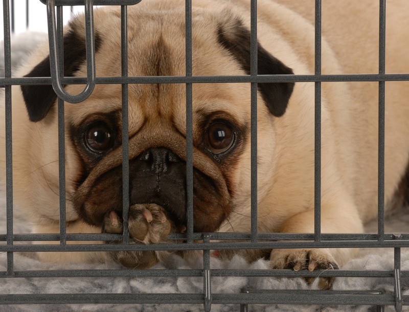 pug in kennel