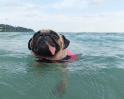 6 Dogs That Were Bred to Thrive in the Water
