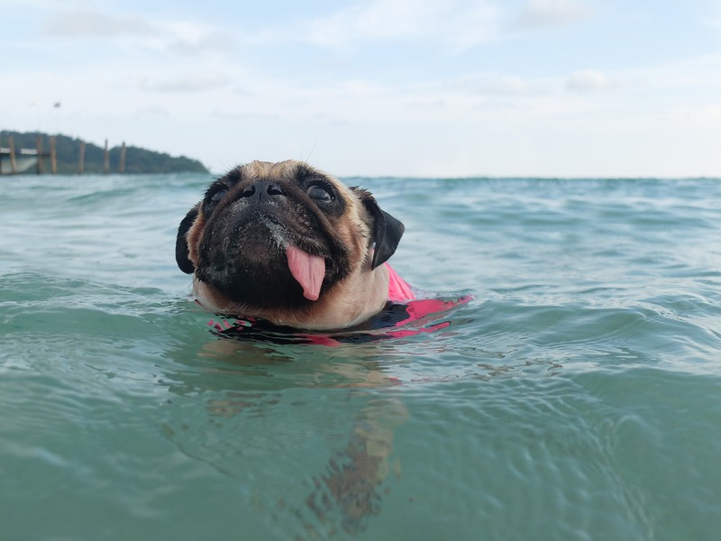 pug in water