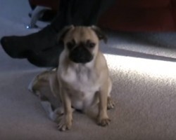 This Pug Fights SO Hard to Stay Awake and it’s the Most Adorable Thing!