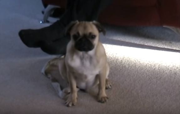 pug tries to stay awake