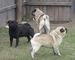 (Video) 3 Pugs Charm in to Bark and the Chorus They Create is Fantastic!