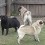(Video) 3 Pugs Chime in to Bark. The Chorus They Create? I’m Crying This is so Funny!