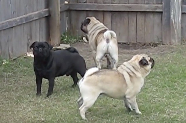 pug trio barking