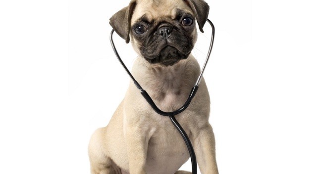 pug with stethescope