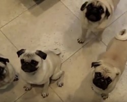 (VIDEO) Dad Offers His 4 Pugs a Banana. When You See How They Respond in Tandem? HILARIOUS!