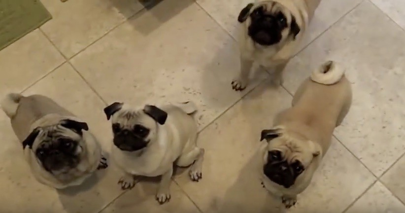 pugnanas