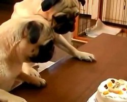 (VIDEO) It’s Time for a Pug’s Birthday! How They Celebrate? You’ve Never Seen Two Pugs Eat a Cake Like This!