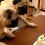 (VIDEO) It’s Time for a Pug’s Birthday! How They Celebrate? You’ve Never Seen Two Pugs Eat a Cake Like This!