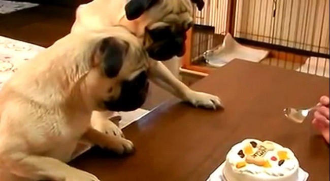 pugs eating a cake