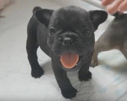 (VIDEO) These Darling French Bulldog Puppies Will Pull at Your Heartstrings!