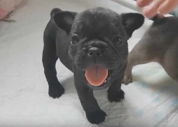 Frenchie puppies