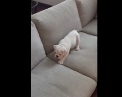 (VIDEO) This Puppy is Stalking His Prey. When You See What He’s After? Too Funny!