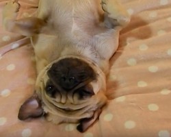 (VIDEO) This Pug is Totally Relaxed. When You See Just How Much He Likes to Chill? Too Funny!