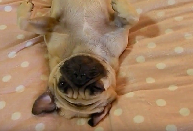 relaxed pug