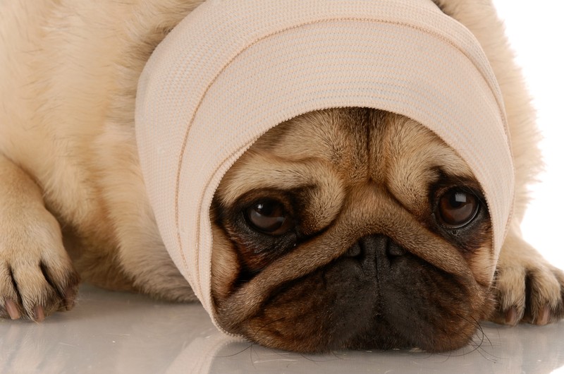 sick pug