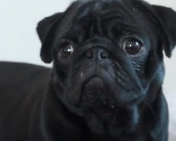 (VIDEO) Sasha the Pug is on a Mission. When You Watch Her Have a Sniff Fest? So Cute!