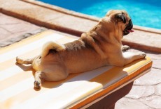 5 Out of This World Amazing Things You Can Do With Fido This Summer