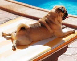 5 Out of This World Amazing Things You Can Do With Fido This Summer