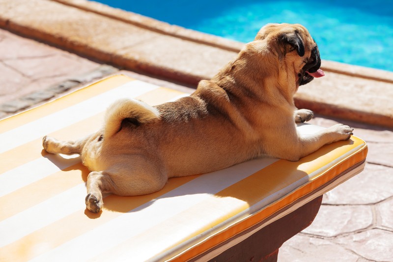 summer pug by the pool