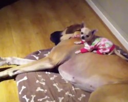 (VIDEO) This Puppy Wants to Take a Nap on Her Giant Doggy Friend and it’s Just Precious