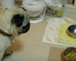 (VIDEO) Pug is Trained to Wait to Eat. When He Hears the Magic Word? OMG, This is Crazy!