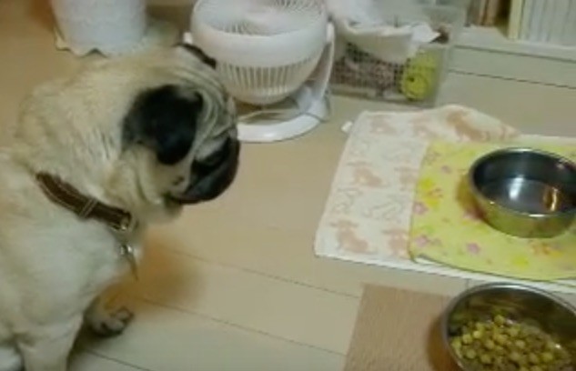 trained pug