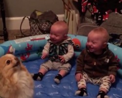 (VIDEO) Set of Twins Are Laughing Hysterically at a Dog. When You See Why? Prepare to LOL!