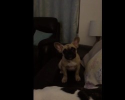 (VIDEO) Frenchie Tells His Dad How He Really Feels When They Engage in THIS Hilarious Conversation!