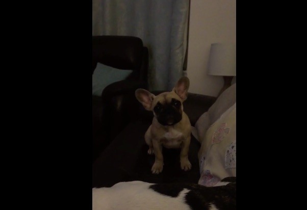 Frenchie dog whimpering