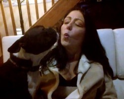 (VIDEO) Mom is Trying to Teach Her Boston Terrier How to Whistle. Now Listen to See if He Can Pull it Off!