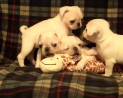 (Video) 4 White Pug Puppies Chewing and Playing With Their Toys Will Make Anyone Grin From Ear to Ear!