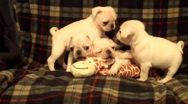 4 white pugs