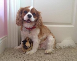 Dog Befriends an Unlikely Animal After He Tragically Loses His Brother