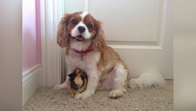 dog and guinea pig