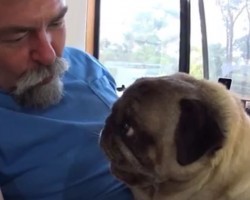 (Video) Dad Decides to Play a Kissing Game With His Pug. Now Watch This Sweet Kissing Match Commense!