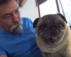 (Video) Dad Plays a Kissing Game With His Pug. How He Responds? Sooo Cute!