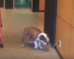 (Video) This Bulldog is Afraid to Cross the Cable But Comes Up With a Clever Solution
