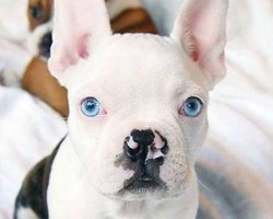 5 Dog Breeds That Have Blue Eyes and the Facts Surrounding This Stunning Feature