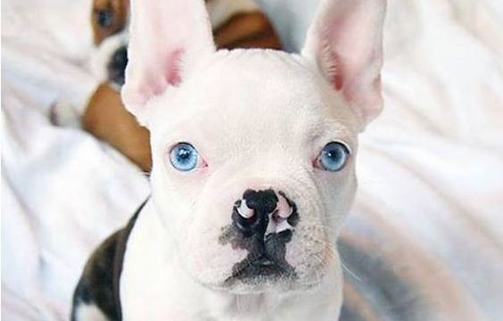 Frenchie with blue eyes featured