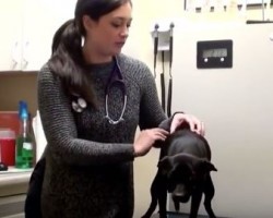 (Video) Dog Was About to be Euthanized, But Then They Noticed THIS…
