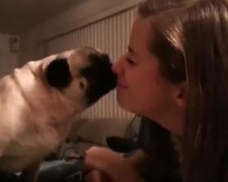 (Video) Mom Accepts a Challenge to Kiss Her Pug for as Long as Possible. Now Let’s See How She Does…