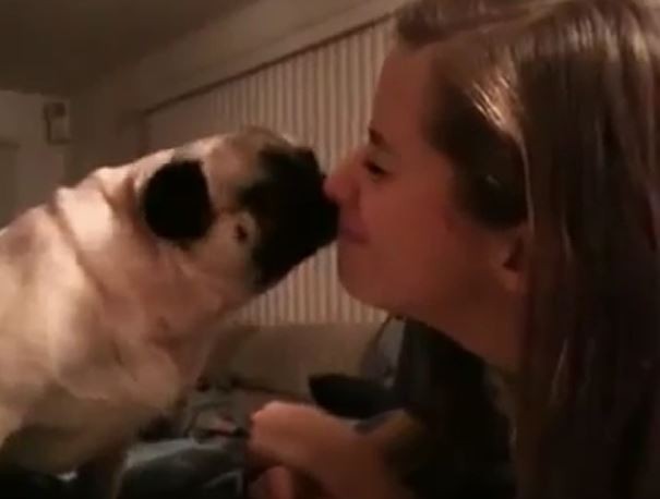 Kissy Pug