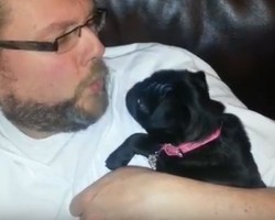 (VIDEO) This Dad Gently Plays With His Pug. Now Watch How the Pug Responds, It Will Melt Your Heart!