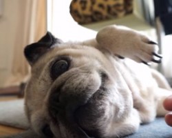 (Video) This Pug Loves Her Bellyrubs. How She Lets Dad Know? SO Precious!