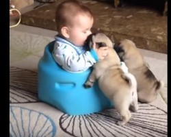 (Video) Adorable Moment of Two Pug Puppies Playing With a Baby is Melting Hearts Everywhere!
